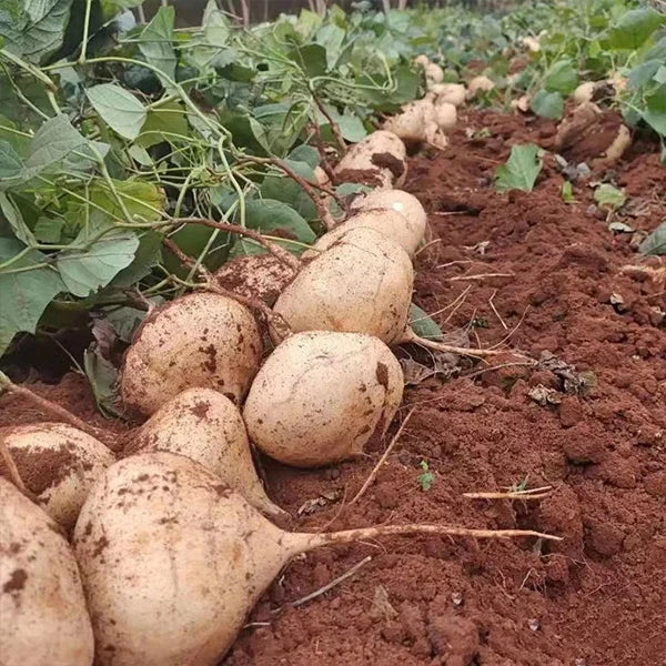 MUMA MOUNTAIN SWEET POTATO SEEDS | 🔥Buy 1 Get 1 Free🔥