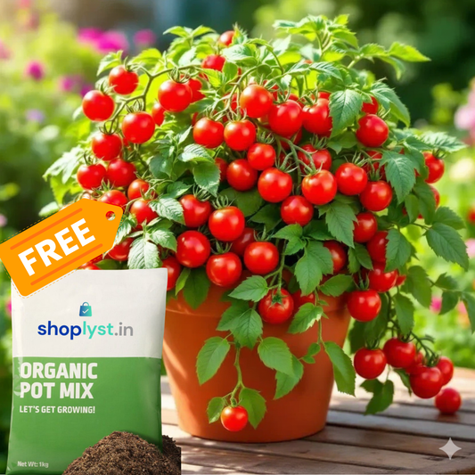 🍅🍅Potted Dwarf Tomato Seeds + Organic Pot Mix Free 😍