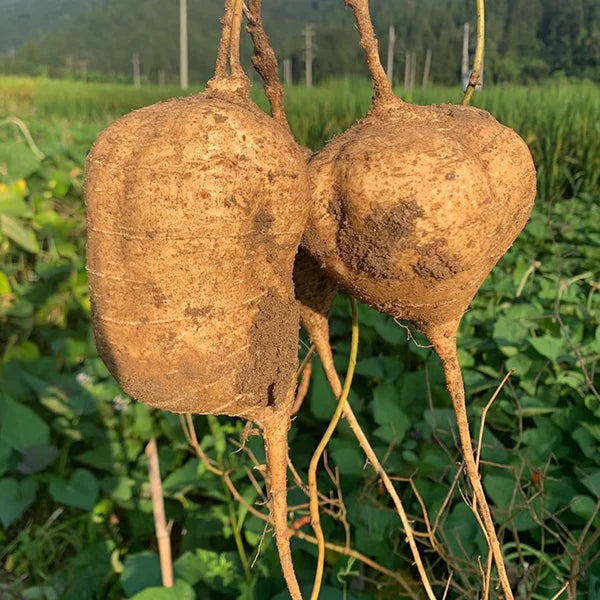 MUMA MOUNTAIN SWEET POTATO SEEDS | 🔥Buy 1 Get 1 Free🔥
